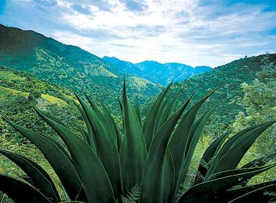 Jamaika - Blue Mountains- Quelle: Jamaica Tourist Board 