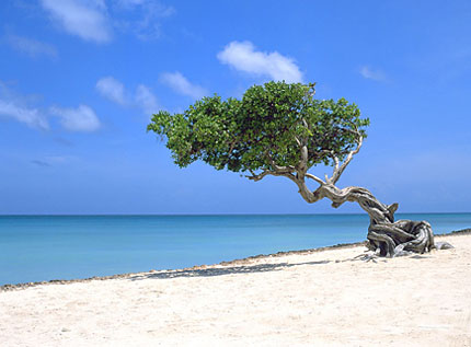 Divi-Divi- oder Fofoti-Baum - © Aruba Tourism Authority