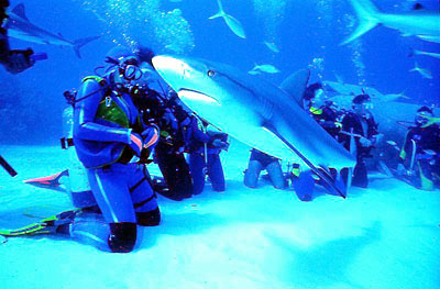 Sporturlaub - Haifischtauchen  Bahamas Tourist Office
