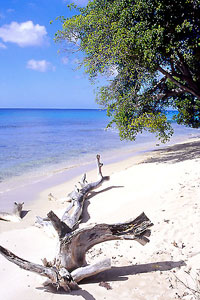  2004 Barbados Tourism Authority 