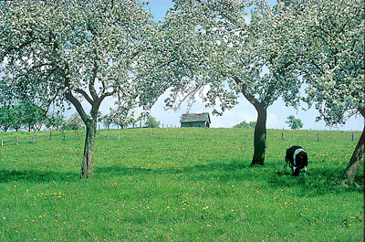 Bergisches Land - Landschaft mit Obstbaumblüte - Foto Nümbrechter Kur GmbH