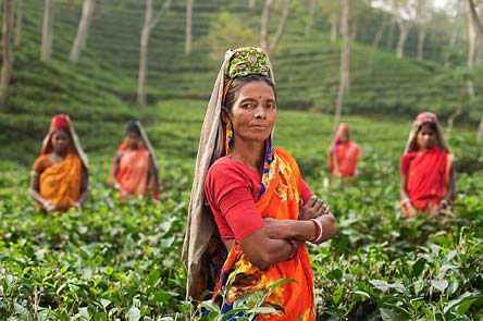 Teeplantage in Indien 